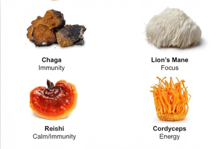 chaga immunity lions mane focus reishi calm immunity cordyceps energy