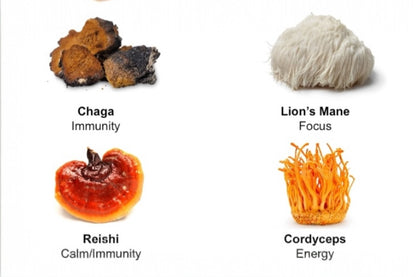 chaga immunity lions mane focus reishi calm immunity cordyceps energy
