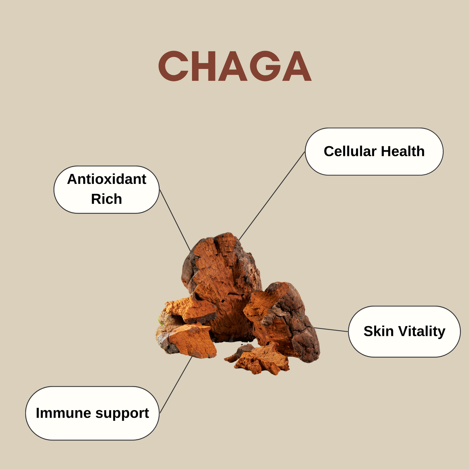 Chaga Health benefits info graphic