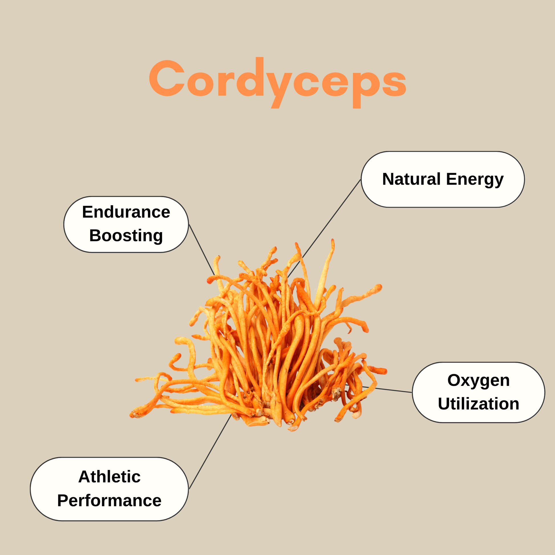 cordyceps benefits 