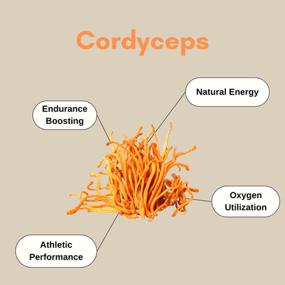 cordyceps benefits 